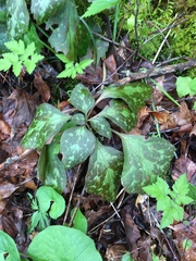 Pachysandra procumbens
