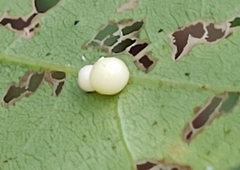 Zopheroteras hubbardi