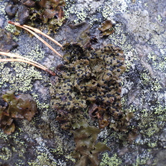 Umbilicaria hyperborea hyperborea