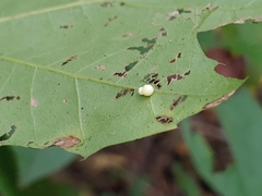 Zopheroteras hubbardi