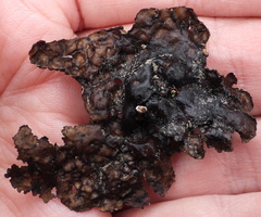 Umbilicaria hyperborea hyperborea