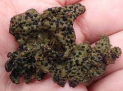 Umbilicaria hyperborea hyperborea