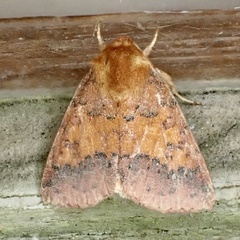 Pyrrhia aurantiago