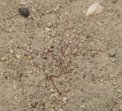 Eriogonum baileyi baileyi