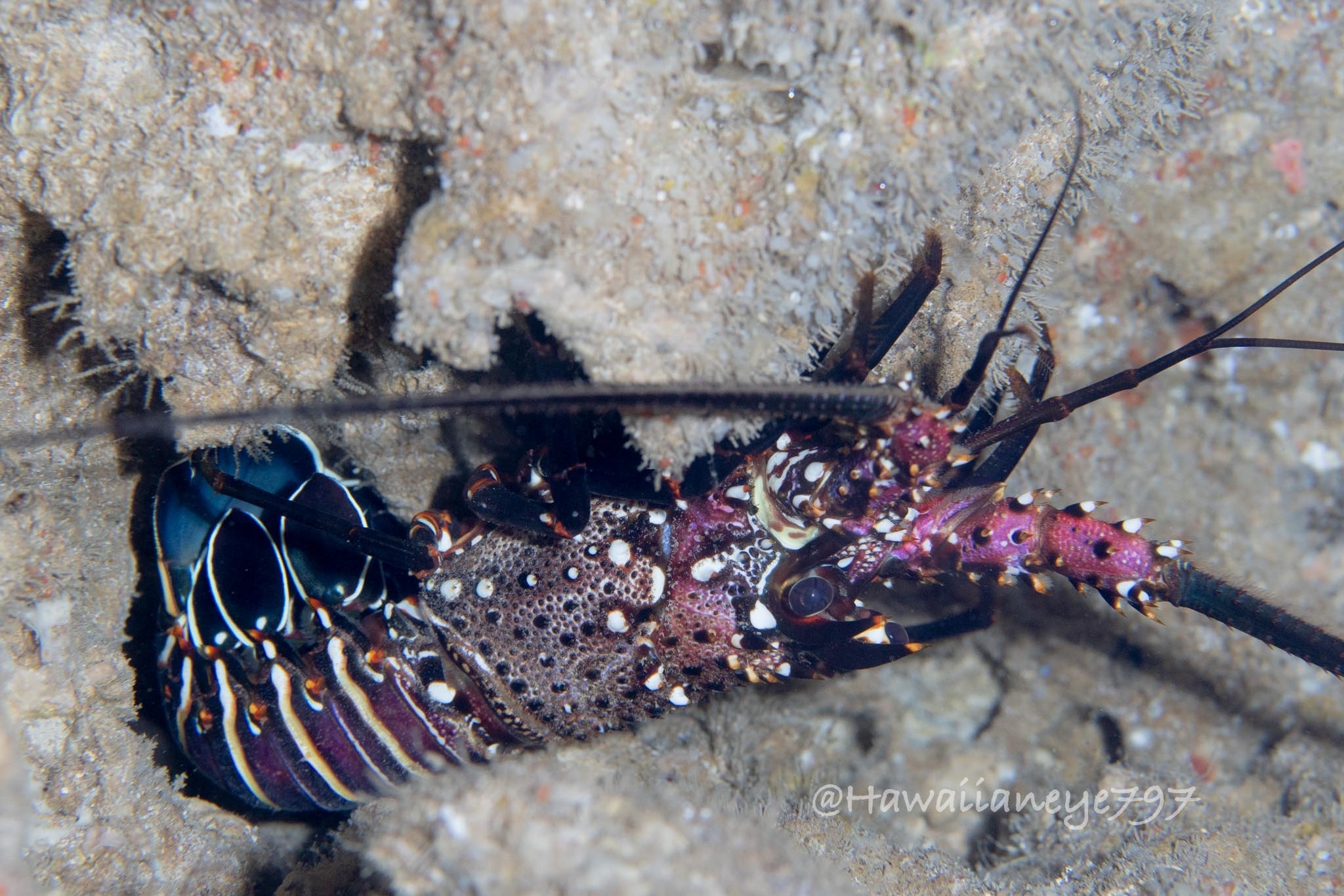 Banded Spiny Lobster (Panulirus marginatus) · iNaturalist United Kingdom