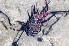 Panulirus marginatus