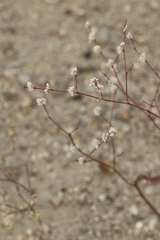 Eriogonum baileyi baileyi