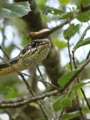 Masticophis lateralis