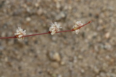 Eriogonum baileyi baileyi