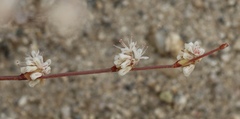 Eriogonum baileyi baileyi