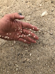 Eriogonum baileyi baileyi