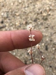 Eriogonum baileyi baileyi