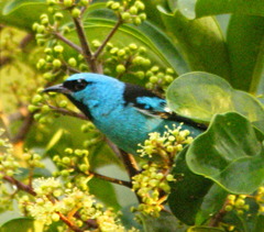 Dacnis cayana