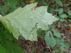 Zopheroteras hubbardi