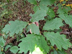 Zopheroteras hubbardi