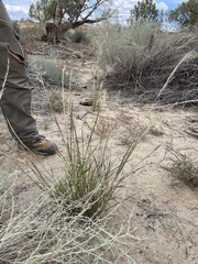 Sporobolus flexuosus