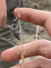 Sporobolus flexuosus