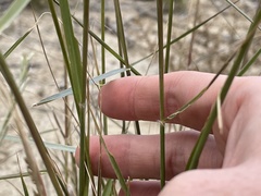 Sporobolus flexuosus