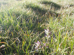 Pedicularis cheilanthifolia