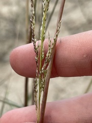 Sporobolus flexuosus