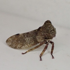 Microcentrus perditus