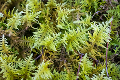 Thuidiopsis