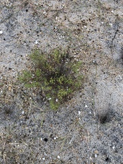 Trichostema nesophilum