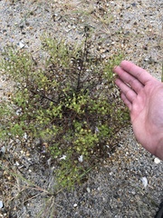 Trichostema nesophilum