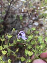 Trichostema nesophilum
