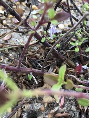 Trichostema nesophilum
