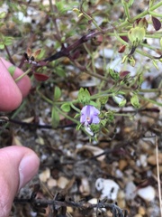 Trichostema nesophilum