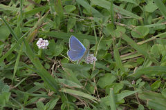 Polyommatus icarus