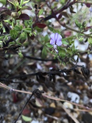 Trichostema nesophilum