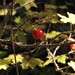 Ribes montigenum - Photo (c) Carol Jacobs-Carre, algunos derechos reservados (CC BY-NC-ND)