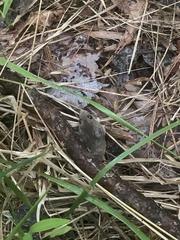Reithrodontomys humulis