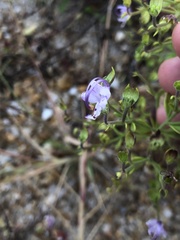 Trichostema nesophilum