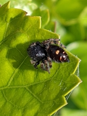 Phidippus audax