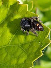 Phidippus audax