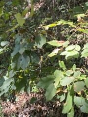 Trichonephila clavata