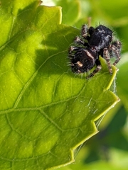 Phidippus audax