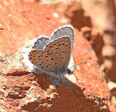 Pseudophilotes vicrama
