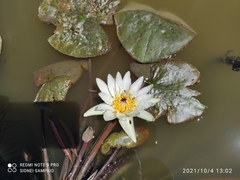 Nymphaea pulchella