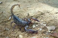 Deccanometrus bengalensis
