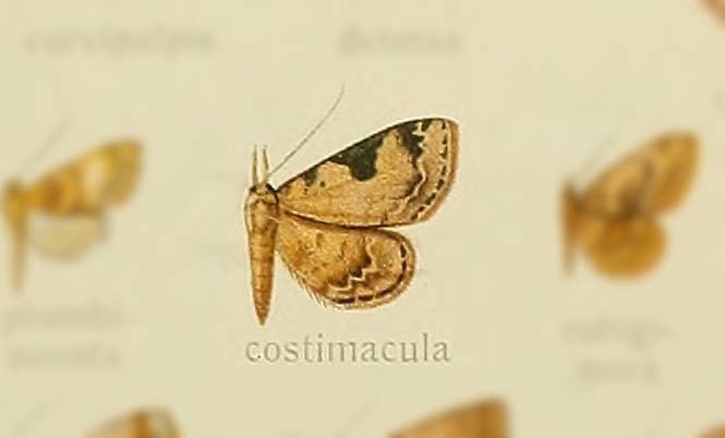 Mecodina costimacula