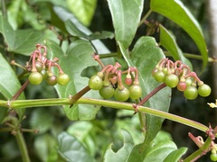 Cissus hastata