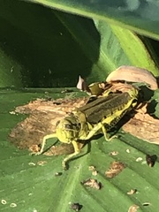 Melanoplus differentialis
