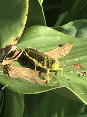 Melanoplus differentialis