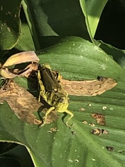 Melanoplus differentialis