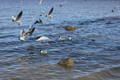 Chroicocephalus ridibundus