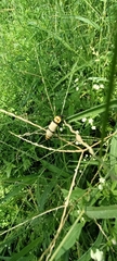 Chauliognathus nigrocinctus